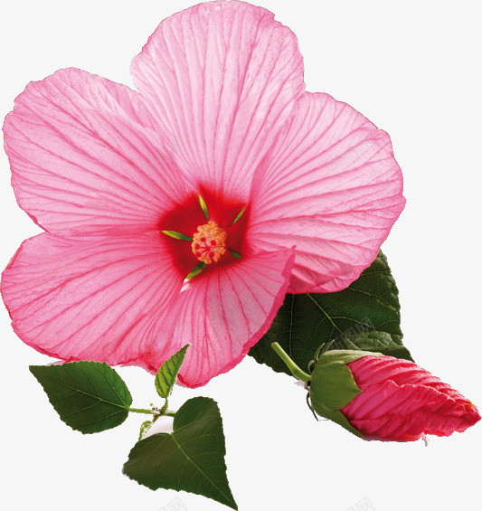 粉色花朵摄影特写png免抠素材_88icon https://88icon.com 摄影 特写 粉色 花朵