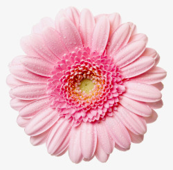 盛开的粉色花朵元素素材