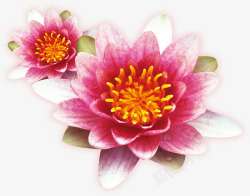 粉色水彩花朵盛开素材