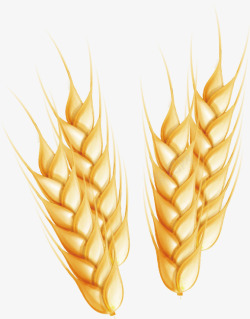麦子麦穗素材