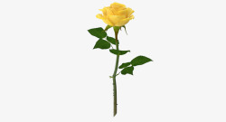 黄色花朵盛开单支玫瑰素材
