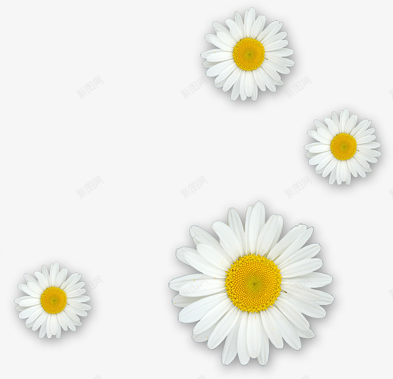 创意纯白无暇的白色茉莉花png免抠素材_88icon https://88icon.com 创意 无暇 白色 纯白 茉莉花