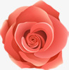 粉色盛开玫瑰花素材