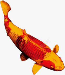 金色斑纹红色鲤鱼中秋素材