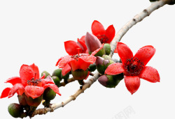 红色盛开美景花朵树枝素材