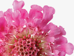粉色盛开完整康乃馨花朵素材