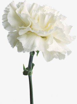 白色纯洁康乃馨花朵节日素材