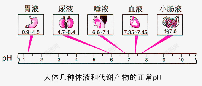 人体对比phpng免抠素材_88icon https://88icon.com 人体 代谢 对比 差别 正常 身体