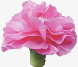 粉色盛开康乃馨礼物母亲节素材