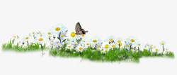 白色户外花朵蝴蝶美景野外素材