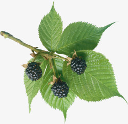 鲜嫩多汁绿色枝叶和黑莓高清图片