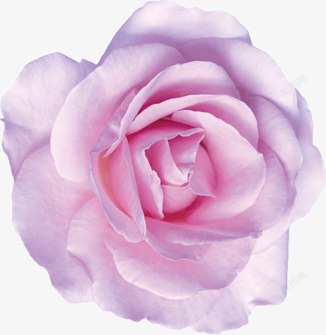 一朵粉色盛开的花朵png免抠素材_88icon https://88icon.com 一朵 盛开 粉色 花朵