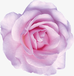 一朵粉色盛开的花朵素材