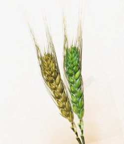 21世纪中国风农业麦子素材