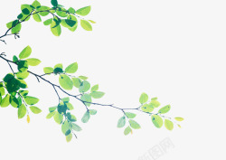 绿色天然手绘植物树叶素材