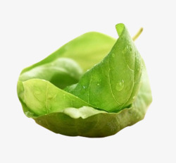 薄荷脑树叶露珠高清图片