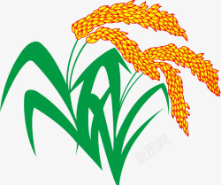 稻谷稻米稻穗禾稻大米素材