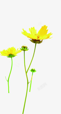 黄色纯净花朵美景素材
