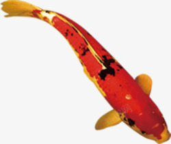 红底纹游动的红底金纹鲤鱼高清图片