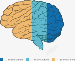 大脑彩色分类标签矢量图素材