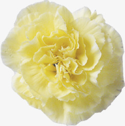 黄色唯美多层盛开花朵康乃馨素材