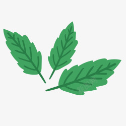 薄荷叶子素材