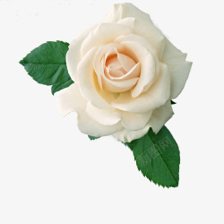 白色纯洁唯美花朵植物素材