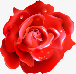 手绘露珠红玫瑰素材