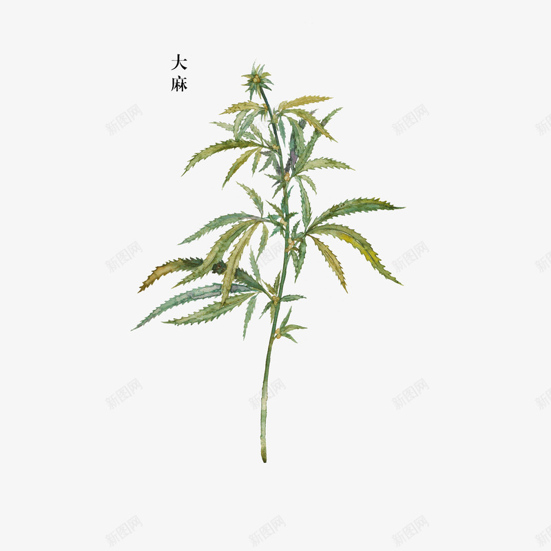 草药大麻png免抠素材_88icon https://88icon.com 彩绘图 手绘 手绘中药材 植物 草药大麻