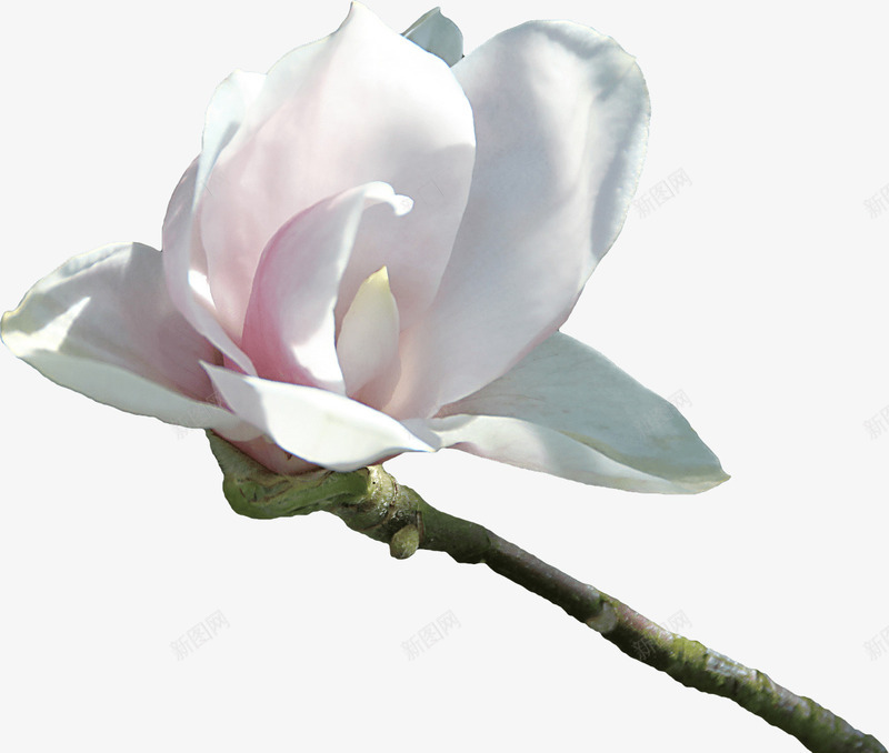 白色之纯洁花朵png免抠素材_88icon https://88icon.com 植物 白色 纯洁 花朵