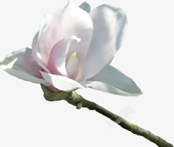 白色之纯洁花朵素材