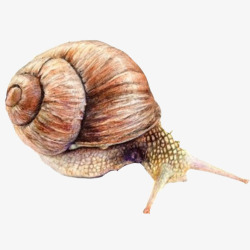 蜗牛彩绘逼真写实画素材