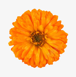橙色有观赏价值的盛开的一朵大花素材