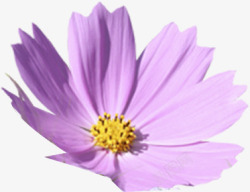 紫色唯美小花盛开素材