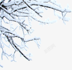 白色纯净冬日树枝素材