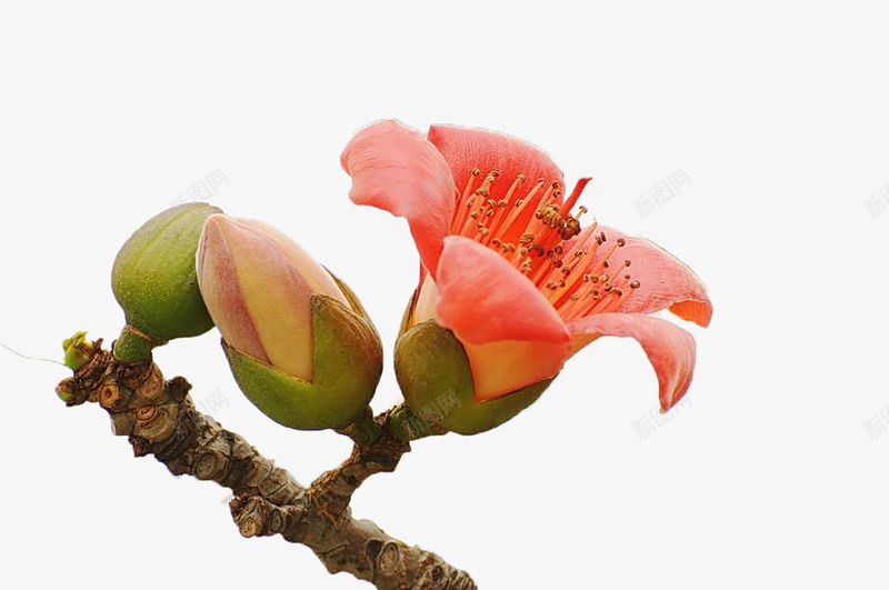 一朵绽放的木棉花带两个花苞png免抠素材_88icon https://88icon.com 一个花苞 一个花骨朵 一朵花 向上绽放 实物 木棉花树 棕色枝条 盛开 红棉花 红色 花开 花蕊
