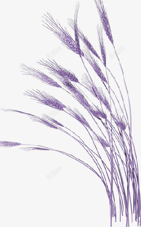 紫色麦穗png免抠素材_88icon https://88icon.com 免抠 素材 紫色 麦穗