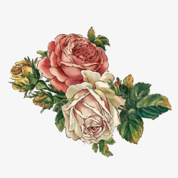 盛开的玫瑰素材