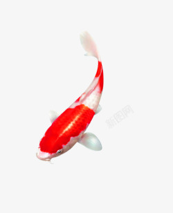 红色中国风鲤鱼装饰图案素材