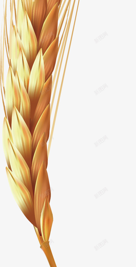 成熟的麦穗png免抠素材_88icon https://88icon.com 农民 喜悦 成熟 手绘 生态农业