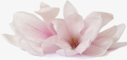 粉色唯美春天花朵盛开素材