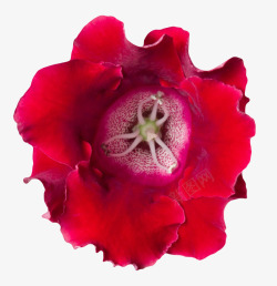 红色有观赏性没盛开的一朵大花实素材