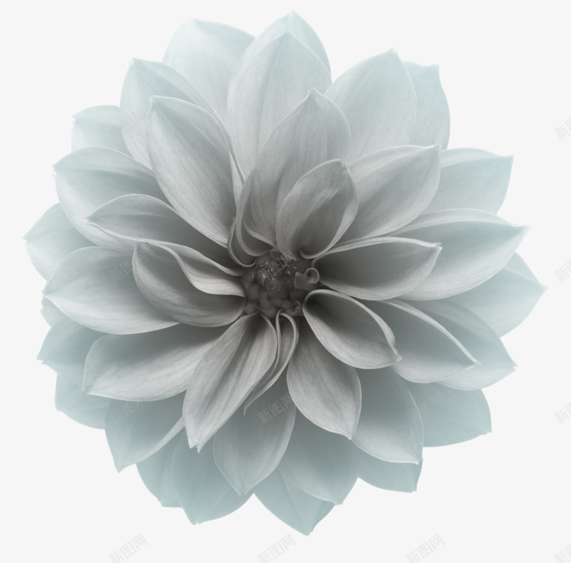 卡通鲜花植物花卉白色png免抠素材_88icon https://88icon.com 手绘鲜花图片 抽象花朵 抽象花朵图片 抽象鲜花图片 特写 白色花朵 背景元素 鲜花 鲜花背景 鲜花背景素材