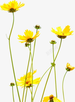 黄色春天植物花朵盛开素材