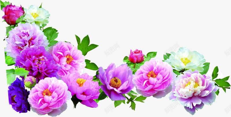 绿叶紫色盛开花朵png免抠素材_88icon https://88icon.com 盛开 紫色 绿叶 花朵