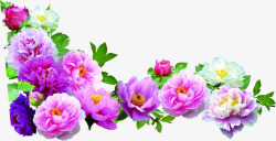 绿叶紫色盛开花朵素材