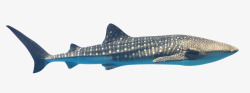 一条纯色背景的鲨鱼素材