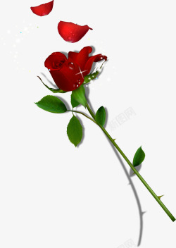 红色鲜花花朵玫瑰露珠素材