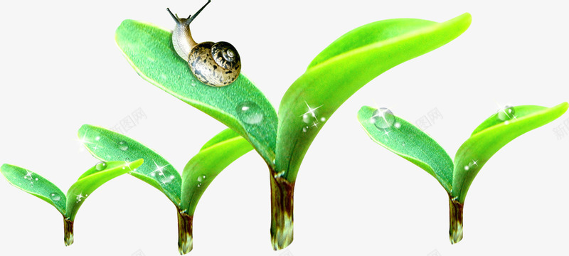 绿色露珠树叶蜗牛嫩芽png免抠素材_88icon https://88icon.com 嫩芽 树叶 绿色 蜗牛 露珠