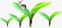 绿色露珠树叶蜗牛嫩芽素材